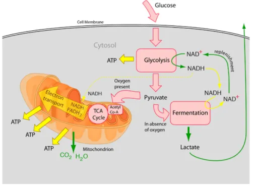 Figure 1.2: Cellular respiration [5].