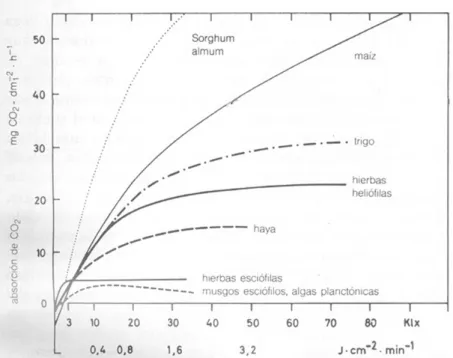 Figura 2. Curvas lumínicas de la fotosíntesis; energía lumínica consumo CO2. Extraído de Ziegler et al., (2002) 