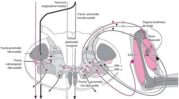 Figura  17. Circuitos de las interneuronas de la médula espinal.  El dibujo  muestra  la  ubicación  de  diferentes  interneuronas  y  sus  circuitos  conformados  por  las  fibras  aferentes  y  las  motoneuronas