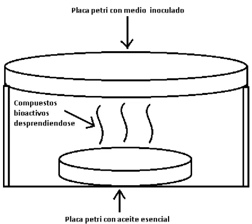 Figura 3. Mecanismo de acción del aceite esencial en fase vapor 