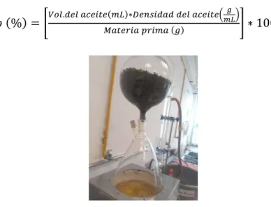 Figura 4. Extracción del aceite  esencial de orégano (Origanum 