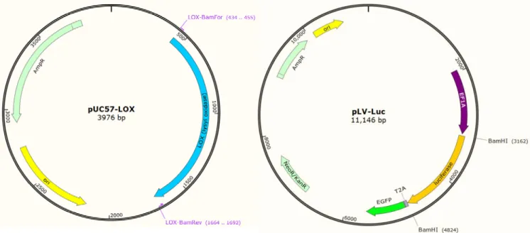 Figura 9. Representación de los principales dominios del plásmido pUC57-LOX y pLV-Luc,  y la posición (en bp) de la hibridación de los cebadores (en morado) y de los sitios de 