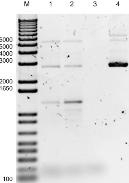 Figura 10. Foto de electroforesis de DNA en gel de agarosa al 0.8%. M = marcador 1kb  Plus, 1 y 2 = producto de la PCR con la polimerasa PfuTurbo, 3 = control negativo sin 
