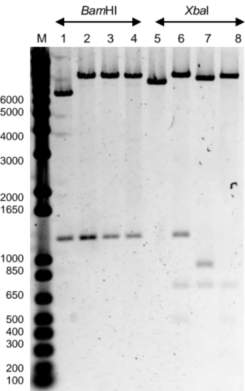 Figura 13. Foto de electroforesis de DNA en gel de agarosa al 1%. M = marcador 1kb Plus; 