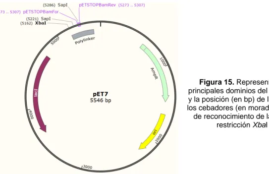 Figura 15. Representación de los  principales dominios del plásmido pET7,  y la posición (en bp) de la hibridación de  los cebadores (en morado) y de los sitios 
