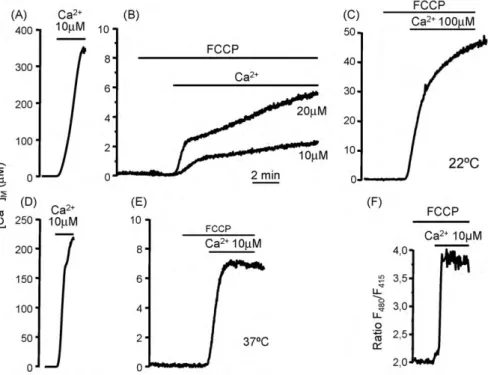 Fig. 4. Effects of Ca 2+ addition to permeabilized cells after mitochondrial depolarization