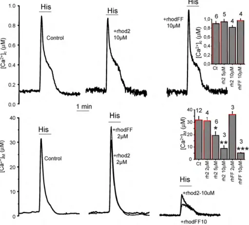 Fig. 6. Effect of loading with rhod-2 or rhod-FF on agonist-induced cytosolic and mitochondrial [Ca 2+ ] peaks