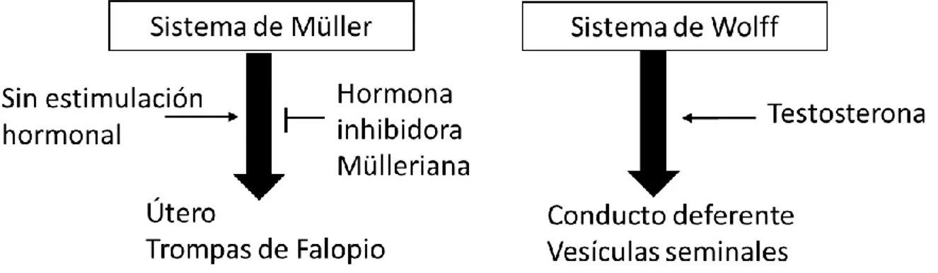 Figura 8. Desarrollo del tracto  reproductivo en mamíferos. La secreción de testosterona  a  través de los testículos estimula el desarrollo del conducto deferente y la vesícula seminal, lo que  a su vez estimula el desarrollo de los genitales exteriores (