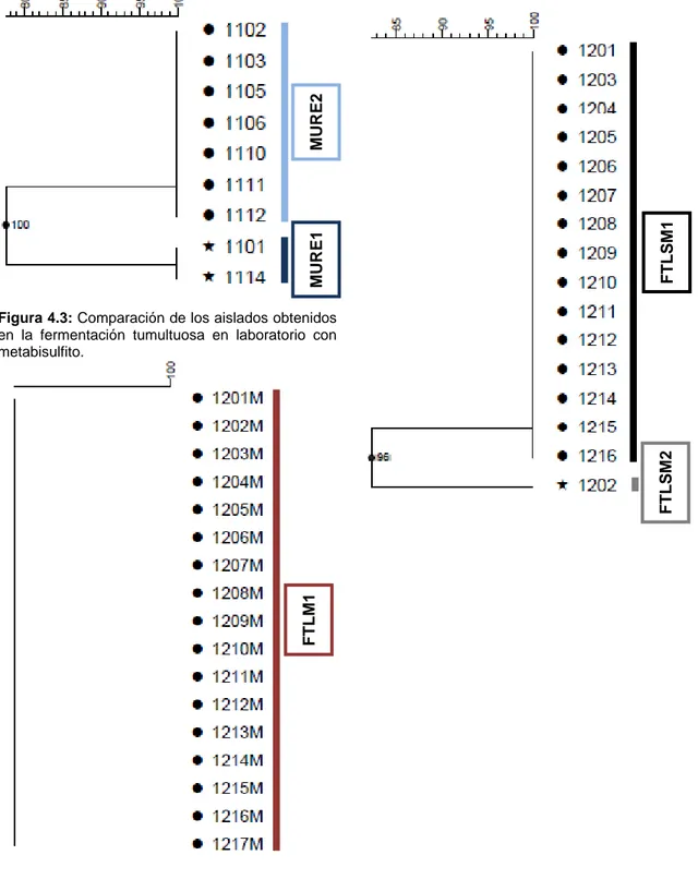 Figura  4.2:  Comparación  de  los  aislados  obtenidos  en  la  fermentación  tumultuosa  en  laboratorio sin metabisulfito