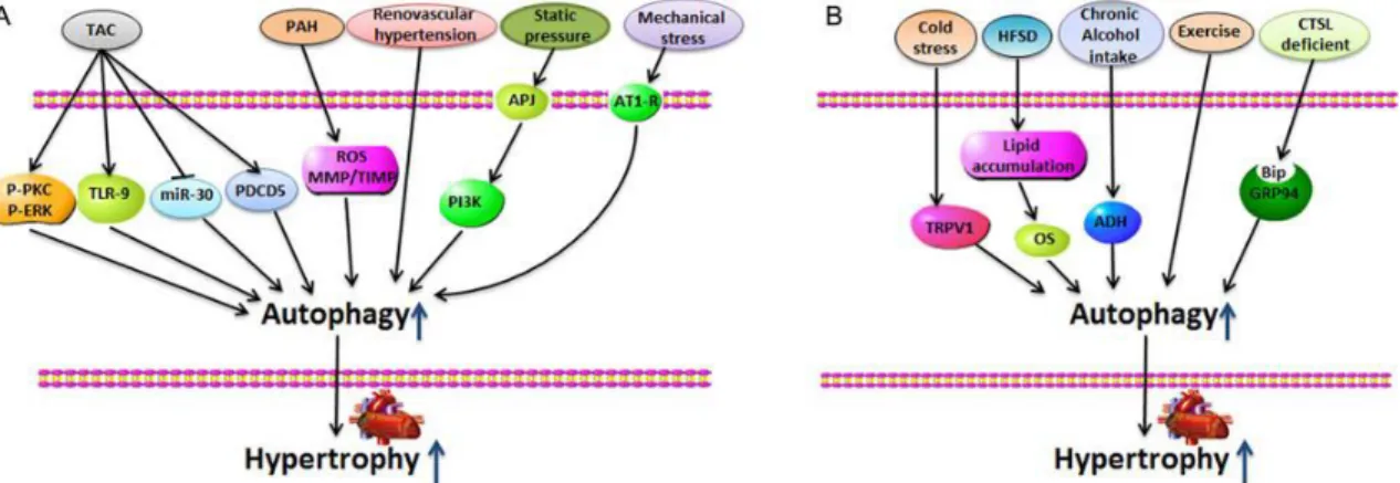 Figura 7. La autofagia inducida por estímulos promueve la hipertrofia cardíaca (A)  Constricción  aórtica  transversal  (TAC),  hipertensión  arterial  pulmonar  (HAP),  renovascular La hipertensión, la presión estática y el estrés mecánico inducen una  hi