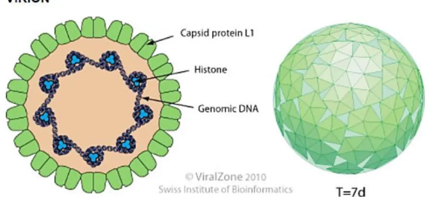 Figura 6. Estructura de los papilomavirus. Derecha: Forma icosaédrica del virus. Izquierda: 