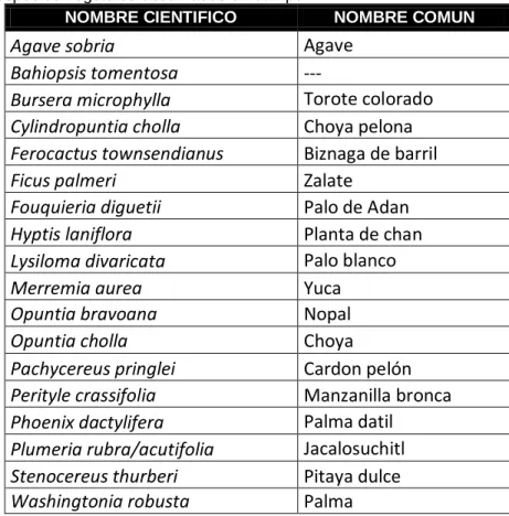 Tabla II. Lista de especies vegetales observadas en campo 