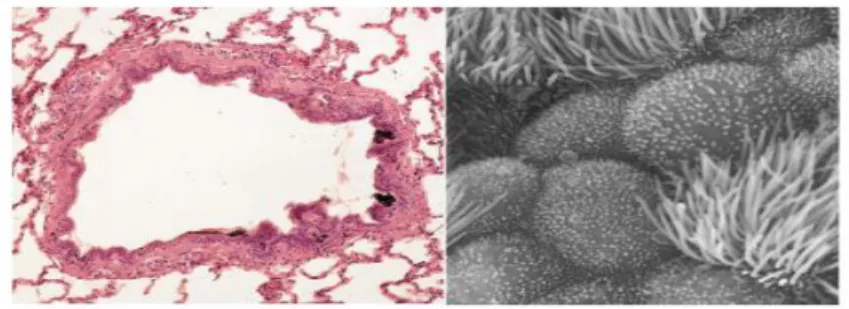 Figura  2.  A  la  izquierda,  corte  transversal  de  un  bronquiolo.  A  la  derecha,  una  ampliación del corte que permite ver las células ciliadas  
