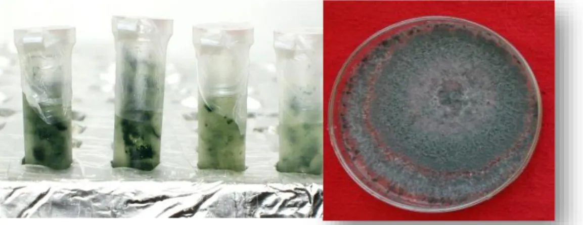 Figura 5. Cepas de Trichoderma sp de cinco días de edad en medio extracto malta agar  (EMA)