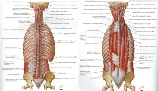 Figura 4: Musculatura de la CV. Netter FH. Atlas de anatomía humana. MASSON S.A. 