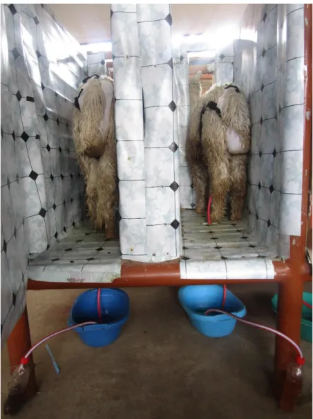 Figura 5 Alpacas en periodo experimental con su módulo de arnés: colector de orina y heces