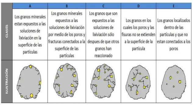 Figura N° 10: Distribución de granos minerales y superficies libres 