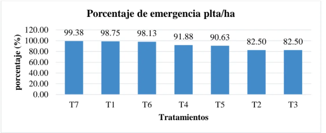 Figura 4. Porcentaje de emergencia de plántulas de clones de papa 