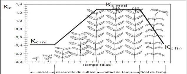Figura 4: Curva generalizada del coeficiente del cultivo (Kc). 