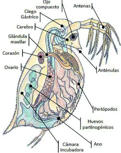 FIGURA 8 MORFOLOGÍA DE D. magna 