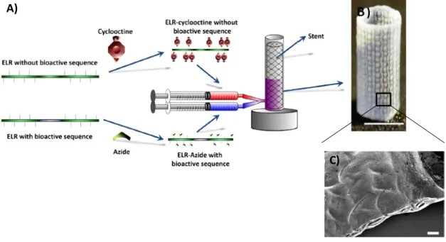 Figure 5. A) Schematic representation of the molding procedure of Click-ELR-coated stents