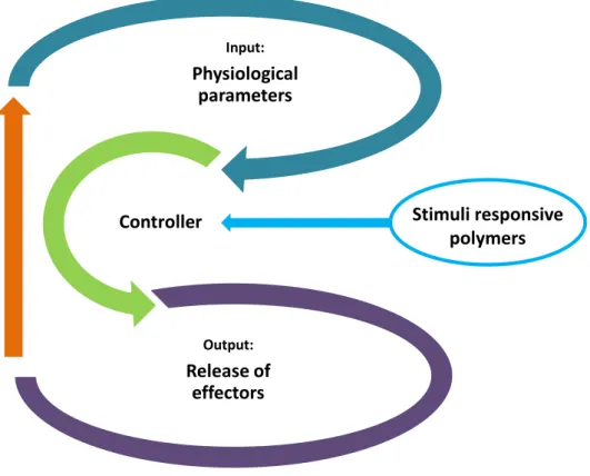 Figure 1. Scheme showing the physiological homeostatic feedback exerted by the human body