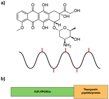 Figure 2. Schematic representation of a) ELR-Dox bioconjugated via lysine or cysteine amino  acids (represented as a red line) and b) a therapeutic fusion recombinamer