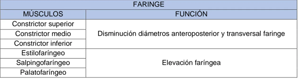 Tabla 1. Estructuras anatómicas y músculos de la cara implicados en la  deglución. Fuente: Torres (2013) y www.artnatomia.net (2014); Elaboración: 