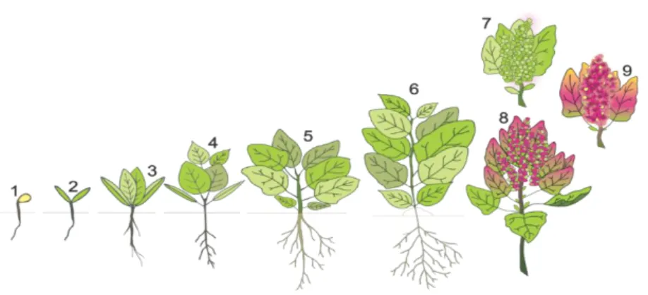 Figura  2. Fases fenológicas de la quinua (Chenopodium quinoa Willd). 