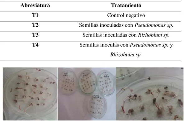 Figura  10. Germinación in vitro de semillas de quinua, inoculadas con Pseudomonas sp