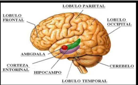 Fig. 4.2. Composición del cerebro emocional. Imagen con las diferentes partes del cerebro humano