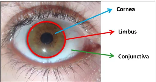 Figure 1. Ocular surface. Anatomical location of the conjunctiva, limbus and cornea on the  ocular surface 2