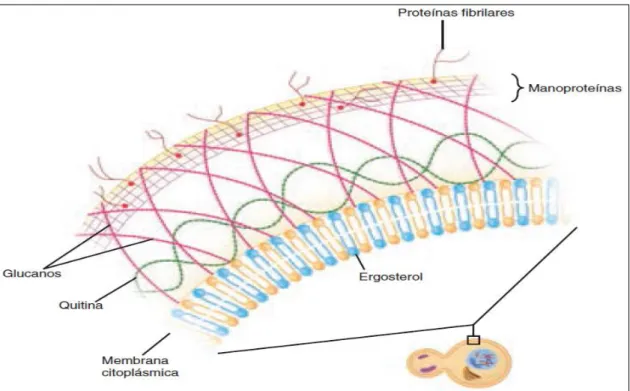 Figura  3.  Pared  celular  de  hongo  de  levadura,  se  muestra  la  superposición  de  elementos  de  mananos,  glucanos,  quitina  y  elementos  proteínicos