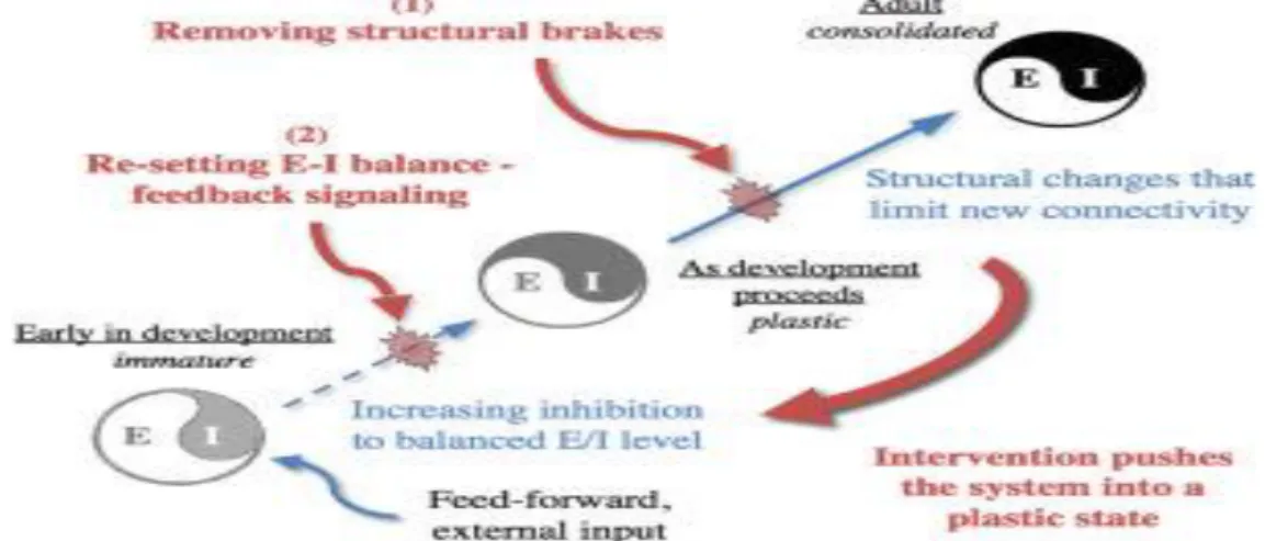 FIGURA  1  del  libro  (7)Removing  brakes  on  adult  brain  plasticity:from  molecular to behavioral interventions