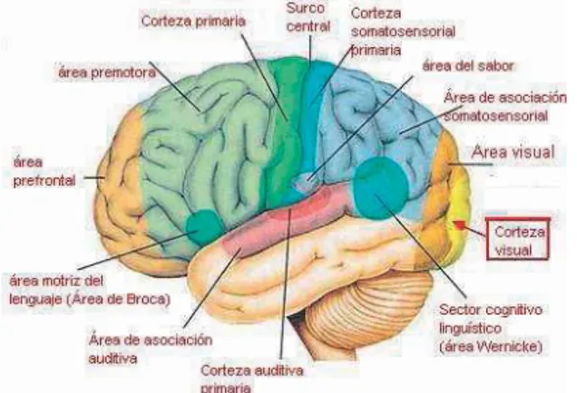 Fig.  2. Zonas cerebrales relevantes [11]. 