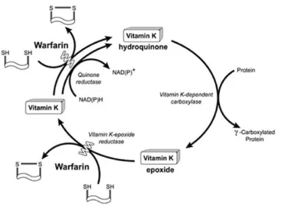 Figura 4. Ciclo de la vitamina K. Fuente: http://lpi.oregonstate.edu/es/mic/vitaminas/vitamina- http://lpi.oregonstate.edu/es/mic/vitaminas/vitamina-K#introducion 