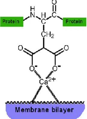 Figura 5. Interacción entre proteína Gla, Ca 2+  y bicapa lipídica de la membrana. Fuente: 