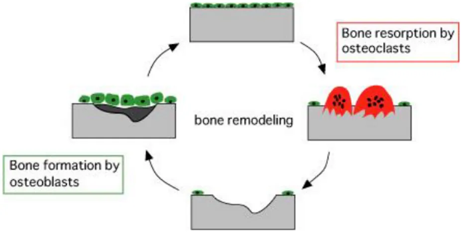 Figura 1. Proceso de remodelado óseo y acción de osteoblastos y osteoclastos.  Fuente: 
