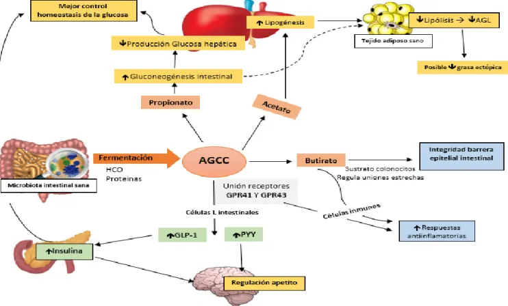 Figura  8:  Representación  del  papel  de  los  AGCC  producidos  por  la  microbiota  intestinal  en  la  regulación del metabolismo energético y en la homeostasis intestinal