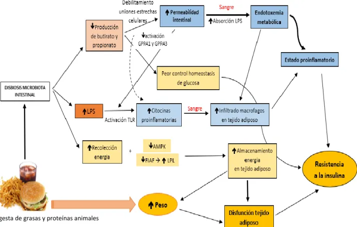 Figura 9: Repercusiones globales de la disbiosis de la  microbiota intestinal. La disbiosis conduce a  cambios  la  homeostasis  energética  que  llevan  al  aumento  de  peso  corporal,  a  la  disfunción  del  tejido  adiposo y finalmente a la resistenci