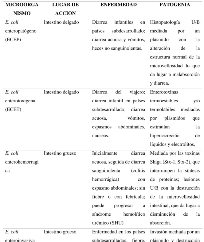 Tabla 1.Tipos de Escherichia coli  MICROORGA NISMO  LUGAR DE ACCION  ENFERMEDAD  PATOGENIA  E
