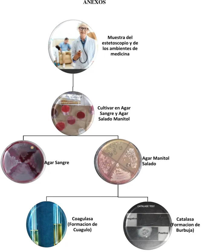 Figura 5. Flujograma para el diagnóstico de Staphylococcus aureus Muestra del estetoscopio y de los ambientes de medicinaCultivar en Agar Sangre y Agar Salado Manitol