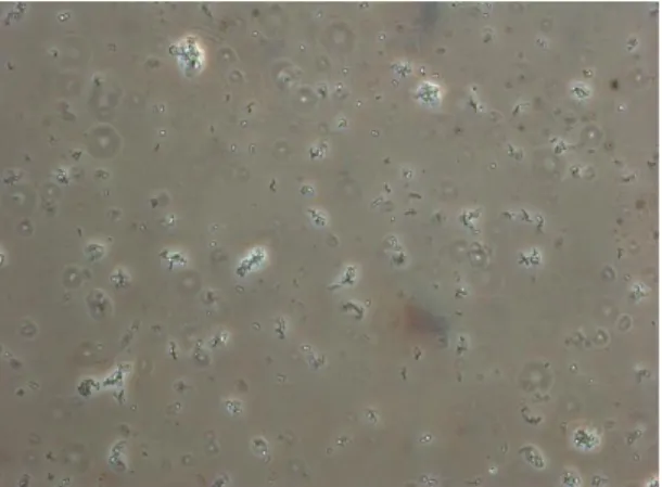 Fig.  1.  Foto  microscópica  de    cepa  Actinobacillus  succinogenes utilizada en el experimento