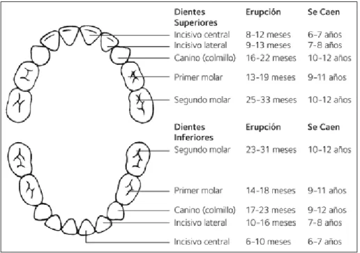 Cronología Y Secuencia De Erupción Dentaria 2113