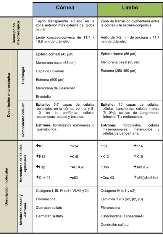 Tabla 1.  Tabla comparativa entre las principales características a nivel macroscópico,  microscópico y molecular de la córnea y del limbo