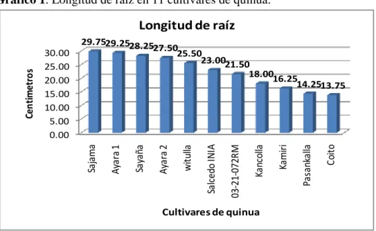 Gráfico 1. Longitud de raíz en 11 cultivares de quinua. 