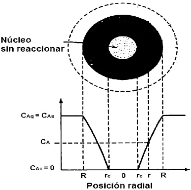 Figura  9:  Esquema  del  modelo  del  núcleo  sin  reaccionar  cuando  existe  control por difusión en capa porosa