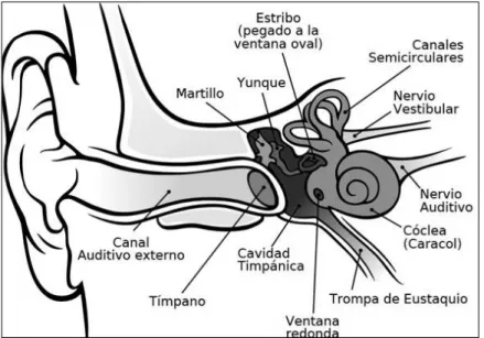 Figura 1. Estructura interna del oído (partes del oído) 