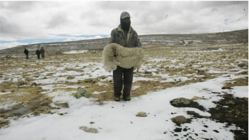 Figura 8. Friaje y muerte de alpacas en zonas alto andinas 