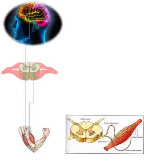Figura 2.8 Comunicación con las neuronas 